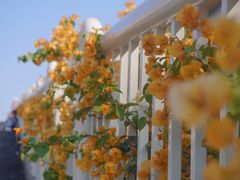 -成裕雪糕店(士多店)