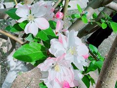-海棠花溪(元大都城垣遗址公园)