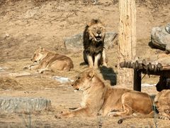 -北京野生动物园