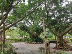 -罗浮山嘉宝田森林温泉度假酒店