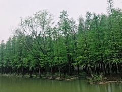 -西溪国家湿地公园