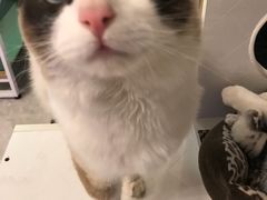 -有猫儿腻咖啡厅.猫咖