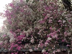 -深圳国际园林花卉博览园