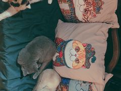 -more than meow吴止猫主题餐厅(承德 中船汇店)