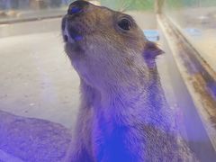 -荆州中山公园动物园