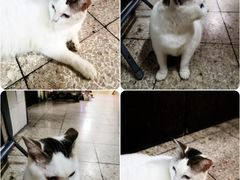 -新记餐厅(香槟大厦店)