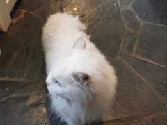-Anne猫窝咖啡屋