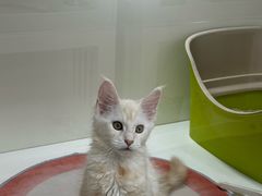 -青奢宠物·青奢猫舍