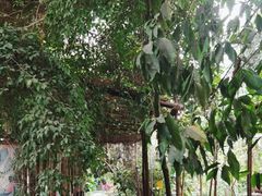 -呀路古热带植物园