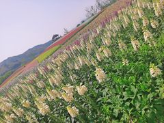 -径山花海