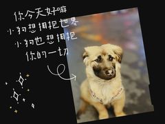 -兄弟鸡排.芋泥香酥鸭(淮海街店)