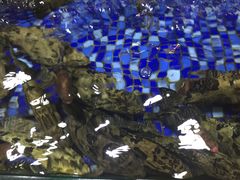 -龙悦湾酒家·八阵鱼生·渔人码头店