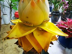 -朝来春花卉市场-东停车场