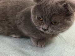 -鼓捣猫呢主题猫咖店