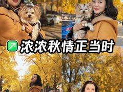 -三里屯东五街银杏大道
