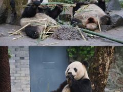 -都江堰中华大熊猫苑