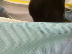 -瑞鹏宠物医院·宠保定点·心脏科·内科(御桥分院)