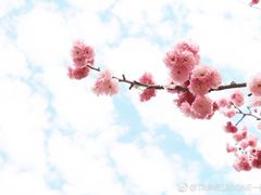 -天适樱花悠乐园