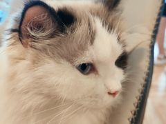-遇见羊驼·奶狗咖·布偶猫咖·法斗柯基柴犬阿拉斯加(春熙路太古里IFS店)
