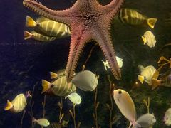 -太平洋海底世界