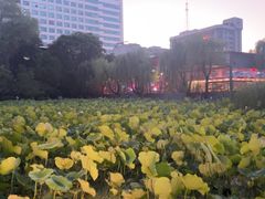 -莲湖公园