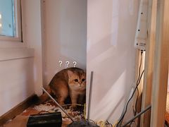 -柴迷FANS CLUB·柴犬狗咖·猫咖
