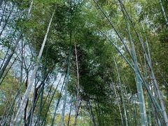 -上海佘山国家森林公园天马山园