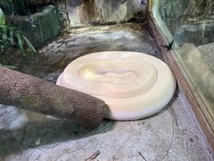 -上海大自然野生昆虫馆(东方明珠·爬宠昆虫探索中心)