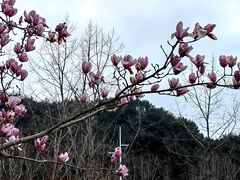 -千岛湖天屿景区