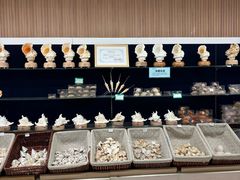 -青岛贝壳博物馆