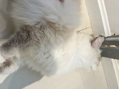 -怪兽屋·羊驼·猫咖·狗咖(俊华广场店)