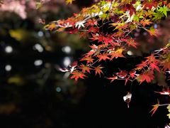 -醍醐寺