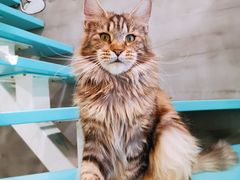 -十年猫舍·猫咪专门店(普陀店)