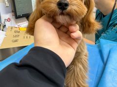 -美联众合爱康动物医院•复杂内科•肿瘤科•牙科•腔镜诊疗中心