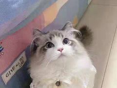 -欣宠猫屋·矮脚拿破仑·蓝金金渐层