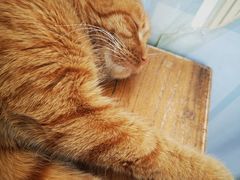 -猫小院猫主题咖啡厅(北锣店)