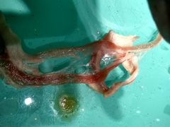 -曲氏老北京涮肉(摩尔店)