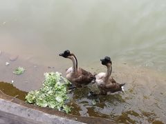 景观位-锦湖农庄(松山湖梦幻百花洲店)