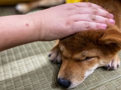 -逗柴咖啡屋·狗咖猫咖宠物桌游