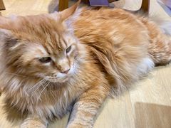 -藏猫猫咖啡主题馆(中央大道店)