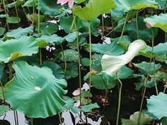 -绍兴鉴湖君澜大酒店