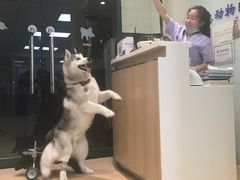 -瑞派·关忠动物医院·猫专科·犬专科(三环新城店)