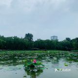 北京最值得去的免费公园｜紫竹院赏荷花🌸