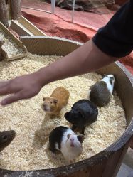 -Zoolung Zoolung动物主题公园(海信广场店)