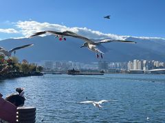 -大理洱海