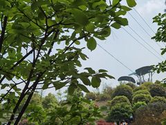 -铁山坪森林公园