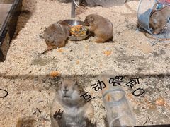 -zoonana室内动物园(东方福来德店)