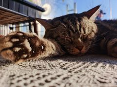 -平行世界·猫咖(首经贸店)