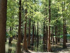-广州市帽峰山景区
