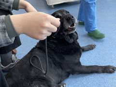 -顺强宠物诊所·狂犬免疫·夜诊·骨科(嘉定店)